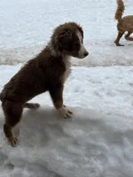 Ginger, a female Miniature Australian Shepherd for sale in Pine City, MN – Photo 4 of 6