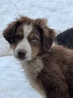 Ginger, a female Miniature Australian Shepherd for sale in Pine City, MN – Photo 2 of 6