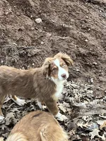 Ginger, a female Miniature Australian Shepherd for sale in Pine City, MN – Photo 1 of 6