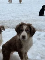 Ginger, a female Miniature Australian Shepherd for sale in Pine City, MN – Photo 5 of 6