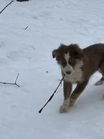 Ginger, a female Miniature Australian Shepherd for sale in Pine City, MN – Photo 6 of 6