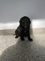 Huck, a male Aussiedoodle and Australian Labradoodle for sale in Pine City, MN – 3 of 3