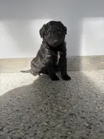 Hank, a male Aussiedoodle and Australian Labradoodle for sale in Pine City, MN – 2 of 2