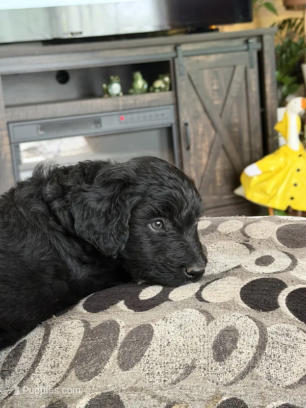 Huck – Aussiedoodle, Australian Labradoodle puppy for sale in Pine City, MN