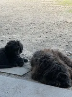 BUGS, a male Miniature Aussiedoodle for sale in Pine City, MN – 1 of 4