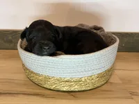 BUGS, a male Miniature Aussiedoodle for sale in Pine City, MN – 2 of 4