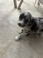 Blue merle female , a female Aussiedoodle and Australian Labradoodle for sale in Pine City, MN – 2 of 4