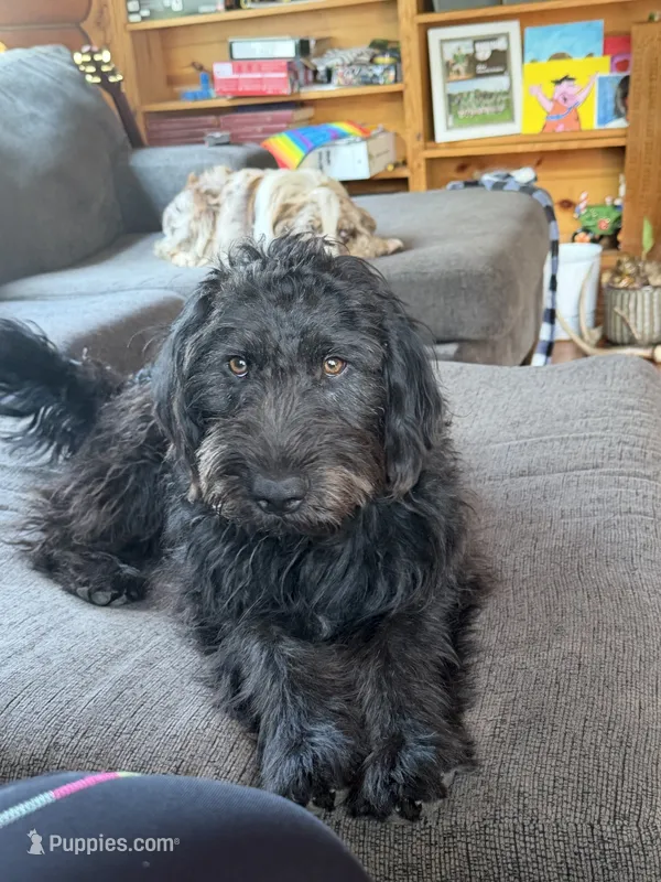 Vector  – Aussiedoodle, Labradoodle puppy for sale in Pine City, MN