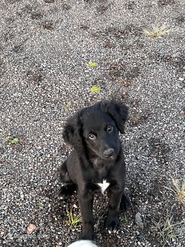 Lola, a female Aussiedoodle for sale in Pine City, MN – Photo 1 of 2