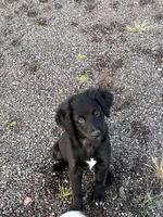 Lola, a female Aussiedoodle for sale in Pine City, MN – Photo 1 of 2