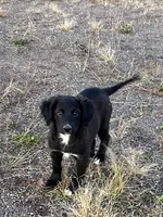 Lola, a female Aussiedoodle for sale in Pine City, MN – Photo 2 of 2