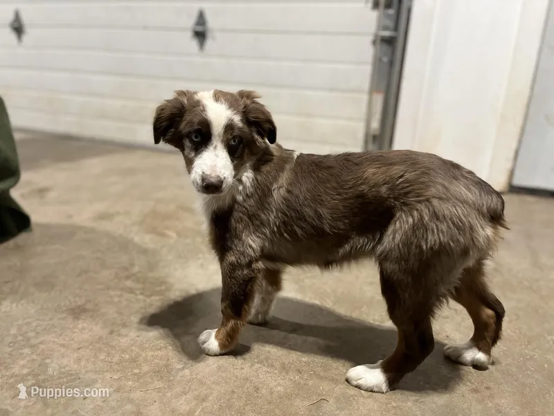 Minimal Merle, a female Miniature Australian Shepherd for sale in Pine City, MN – Photo 1 of 2