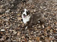Minimal Merle, a female Miniature Australian Shepherd for sale in Pine City, MN – Photo 2 of 2