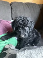 Drake , a male Aussiedoodle and Australian Labradoodle for sale in Pine City, MN – 3 of 5
