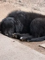 Robin, a female Aussiedoodle and Australian Labradoodle for sale in Pine City, MN – 3 of 6