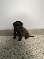 Runt, a female Aussiedoodle and Australian Labradoodle for sale in Pine City, MN – 4 of 4