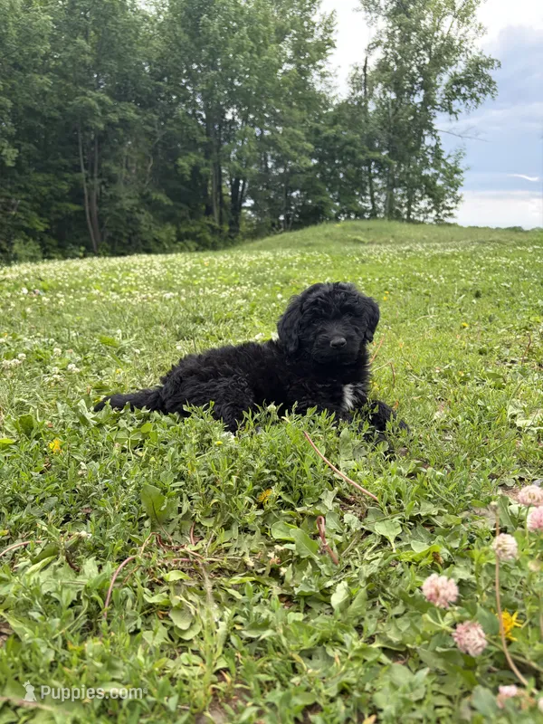 Drake  – Aussiedoodle, Australian Labradoodle puppy for sale in Pine City, MN