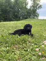 Drake , a male Aussiedoodle and Australian Labradoodle for sale in Pine City, MN – 1 of 5