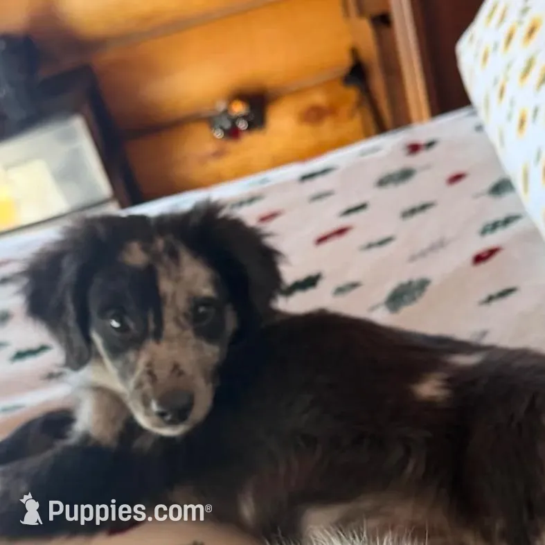 Luna , a male Aussiedoodle and Labradoodle for sale in Pine City, MN – Photo 3 of 6