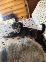 Kiki, a male Aussiedoodle and Labradoodle for sale in Pine City, MN – Photo 3 of 6