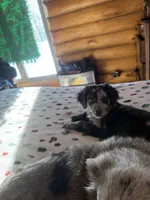 Kiki, a male Aussiedoodle and Labradoodle for sale in Pine City, MN – Photo 1 of 6