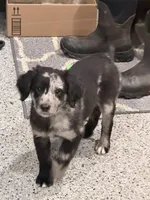 Kiki, a male Aussiedoodle and Labradoodle for sale in Pine City, MN – Photo 4 of 6