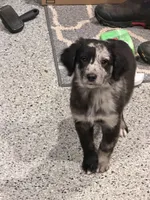 Kiki, a male Aussiedoodle and Labradoodle for sale in Pine City, MN – Photo 5 of 6