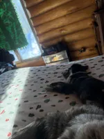 Kiki, a male Aussiedoodle and Labradoodle for sale in Pine City, MN – Photo 2 of 6