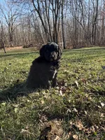 Currly q, a female Aussiedoodle and Labradoodle for sale in Pine City, MN – Photo 4 of 5