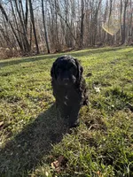 Currly q, a female Aussiedoodle and Labradoodle for sale in Pine City, MN – Photo 3 of 5