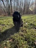Currly q, a female Aussiedoodle and Labradoodle for sale in Pine City, MN – Photo 5 of 5