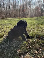 Currly q, a female Aussiedoodle and Labradoodle for sale in Pine City, MN – Photo 2 of 5