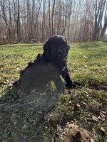 Currly q, a female Aussiedoodle and Labradoodle for sale in Pine City, MN – Photo 1 of 5