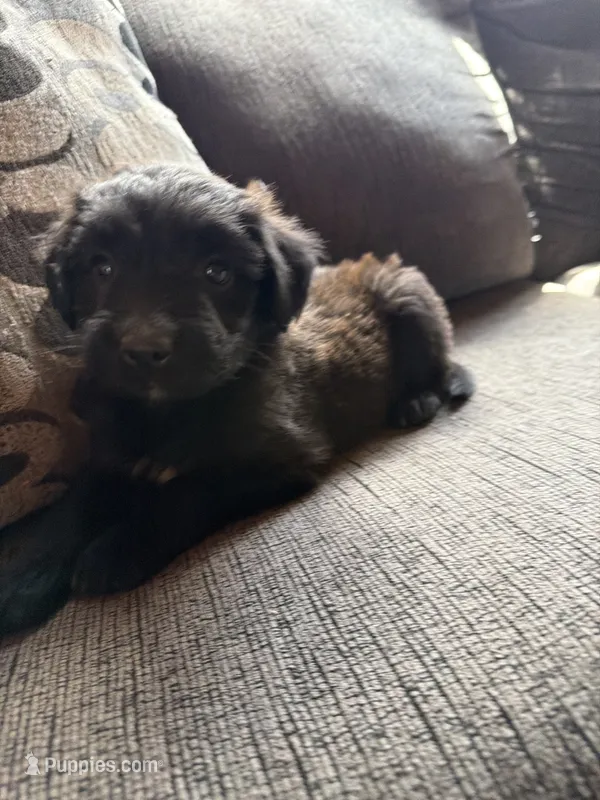 Runt – Aussiedoodle, Australian Labradoodle puppy for sale in Pine City, MN