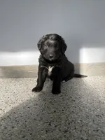 Huck, a male Aussiedoodle and Australian Labradoodle for sale in Pine City, MN – 2 of 3