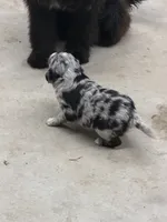 Blue merle female , a female Aussiedoodle and Australian Labradoodle for sale in Pine City, MN – 4 of 4