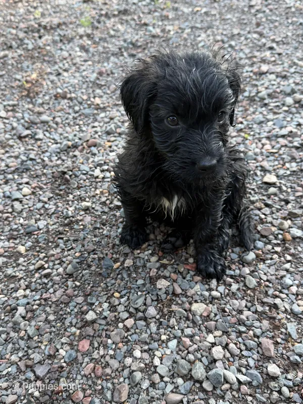 Runt – Aussiedoodle, Australian Labradoodle puppy for sale in Pine City, MN
