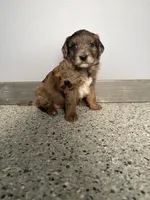 Red merle female , a female Aussiedoodle and Australian Labradoodle for sale in Pine City, MN – 4 of 4
