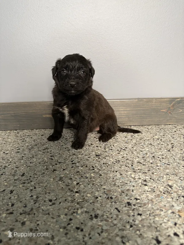 Runt – Aussiedoodle, Australian Labradoodle puppy for sale in Pine City, MN