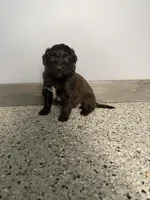 Runt, a female Aussiedoodle and Australian Labradoodle for sale in Pine City, MN – 1 of 4