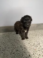 Runt, a female Aussiedoodle and Australian Labradoodle for sale in Pine City, MN – 2 of 4