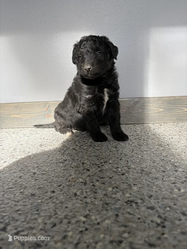 Hank – Aussiedoodle, Australian Labradoodle puppy for sale in Pine City, MN