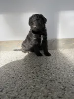 Hank, a male Aussiedoodle and Australian Labradoodle for sale in Pine City, MN – 1 of 2