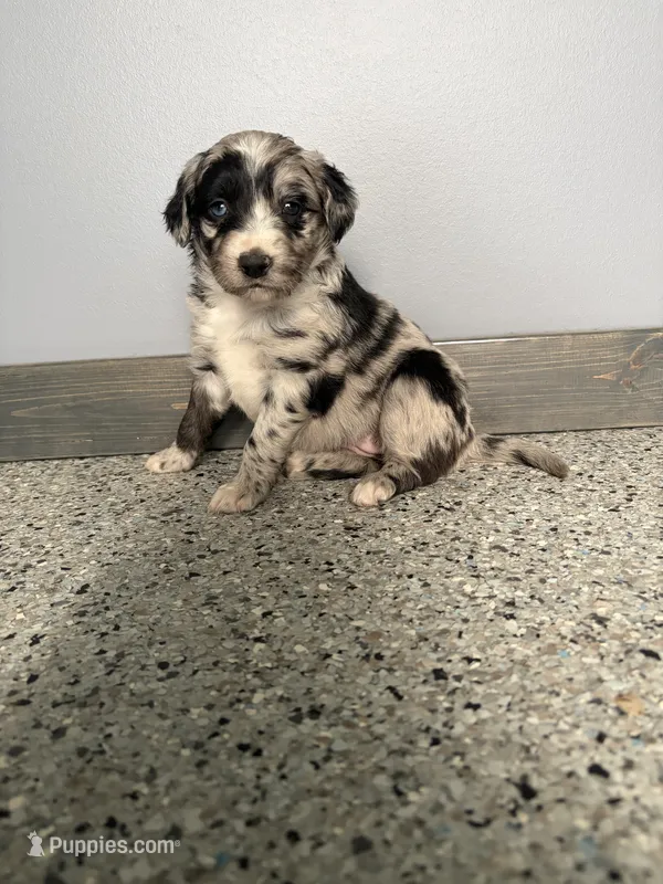 Blue merle female  – Aussiedoodle, Australian Labradoodle puppy for sale in Pine City, MN