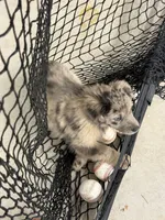 Huck, a male Aussiedoodle and Labradoodle for sale in Pine City, MN – Photo 3 of 5