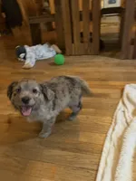 Huck, a male Aussiedoodle and Labradoodle for sale in Pine City, MN – Photo 2 of 5