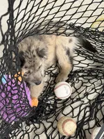 Huck, a male Aussiedoodle and Labradoodle for sale in Pine City, MN – Photo 5 of 5