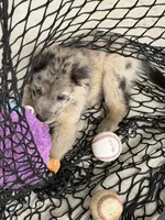 Huck, a male Aussiedoodle and Labradoodle for sale in Pine City, MN – Photo 4 of 5