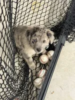 Huck, a male Aussiedoodle and Labradoodle for sale in Pine City, MN – Photo 1 of 5