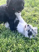 Merle female, a female Labradoodle and Miniature Aussiedoodle for sale in Pine City, MN – Photo 2 of 6